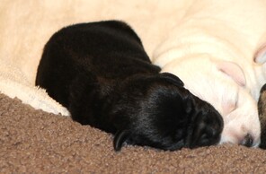 1 Dværgschnauzer, sort til salg på købhund.dk