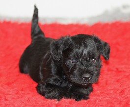 1 Dværgschnauzer, sort til salg på købhund.dk