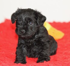 1 Dværgschnauzer, sort til salg på købhund.dk