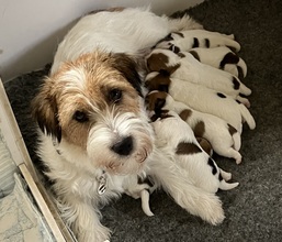 7 Jack Russell Terrier til salg på købhund.dk