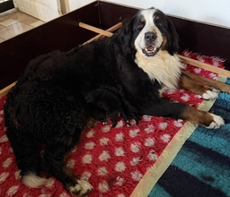 3 Berner Sennenhund til salg på købhund.dk