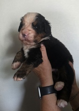 3 Berner Sennenhund til salg på købhund.dk