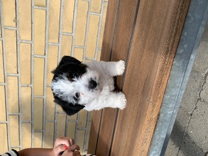2 Jack Russell Terrier til salg på købhund.dk
