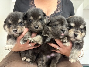 9 Finsk Lapphund til salg på købhund.dk