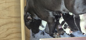 9 Staffordshire Bull Terrier til salg på købhund.dk
