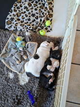 9 Staffordshire Bull Terrier til salg på købhund.dk