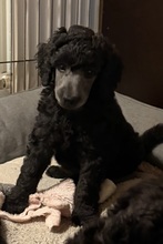 7 Pudel, stor til salg på købhund.dk