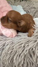 7 Bichon Havanais til salg på købhund.dk