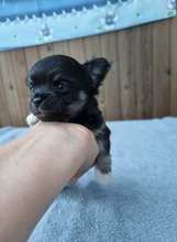 1 Chihuahua, langhåret til salg på købhund.dk