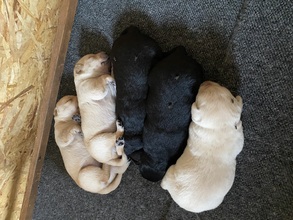 5 Labrador Retriever til salg på købhund.dk