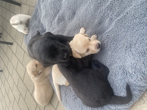 5 Labrador Retriever til salg på købhund.dk
