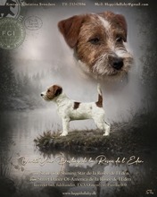 4 Jack Russell Terrier til salg på købhund.dk