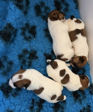 4 Jack Russell Terrier til salg på købhund.dk