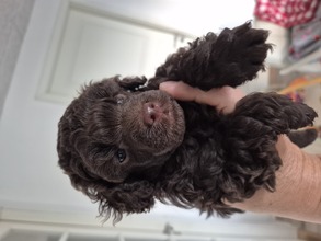 2 Pudel, toy til salg på købhund.dk
