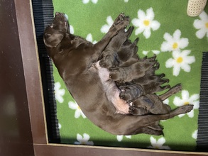 8 Labrador Retriever til salg på købhund.dk