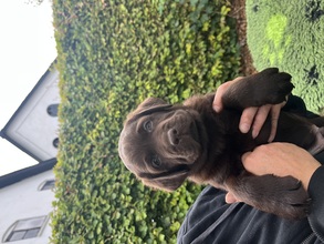8 Labrador Retriever til salg på købhund.dk