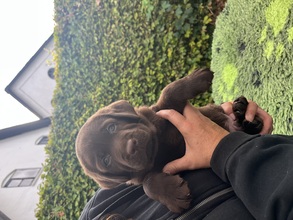 8 Labrador Retriever til salg på købhund.dk