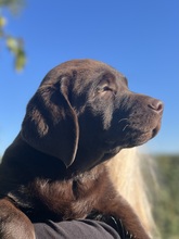 8 Labrador Retriever til salg på købhund.dk