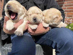3 Labrador Retriever til salg på købhund.dk