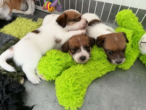 3 Jack Russell Terrier til salg på købhund.dk