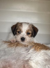 3 Jack Russell Terrier til salg på købhund.dk