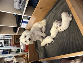 3 Coton de Tulear til salg på købhund.dk