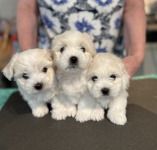 3 Coton de Tulear til salg på købhund.dk