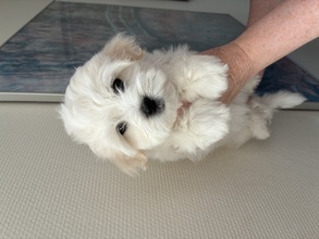 3 Coton de Tulear til salg på købhund.dk