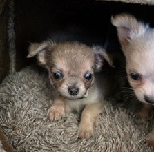 5 Chihuahua, langhåret til salg på købhund.dk