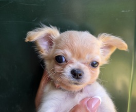 5 Chihuahua, langhåret til salg på købhund.dk