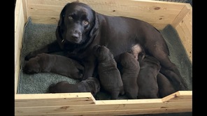 6 Labrador Retriever til salg på købhund.dk