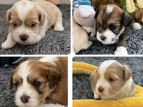 4 Bichon Havanais til salg på købhund.dk