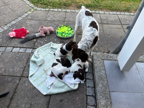7 Kleiner Münsterländer til salg på købhund.dk