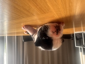 1 Boston Terrier til salg på købhund.dk