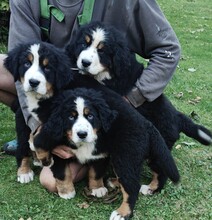 3 Berner Sennenhund til salg på købhund.dk