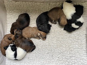9 Bichon Havanais til salg på købhund.dk