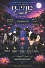 5 Engelsk Cocker Spaniel til salg på købhund.dk
