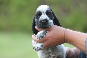 5 Engelsk Cocker Spaniel til salg på købhund.dk