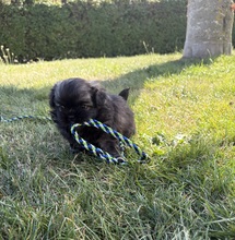 6 Tibetansk Spaniel til salg på købhund.dk