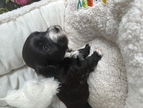5 Bichon Havanais til salg på købhund.dk