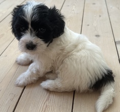 5 Bichon Havanais til salg på købhund.dk