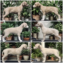 6 Whippet til salg på købhund.dk