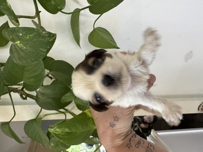 5 Shih Tzu til salg på købhund.dk