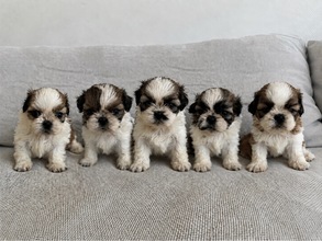 5 Shih Tzu til salg på købhund.dk