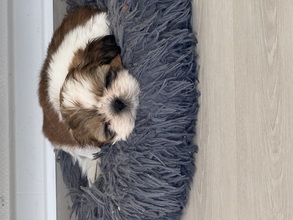 5 Shih Tzu til salg på købhund.dk