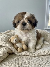 5 Shih Tzu til salg på købhund.dk