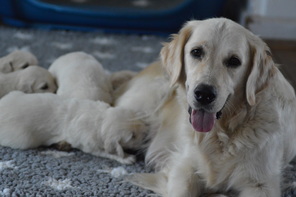 10 Golden Retriever til salg på købhund.dk