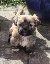 6 Lhasa Apso til salg på købhund.dk