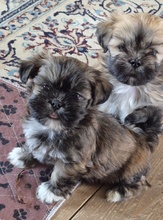 6 Lhasa Apso til salg på købhund.dk