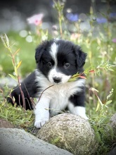 9 Border Collie til salg på købhund.dk
